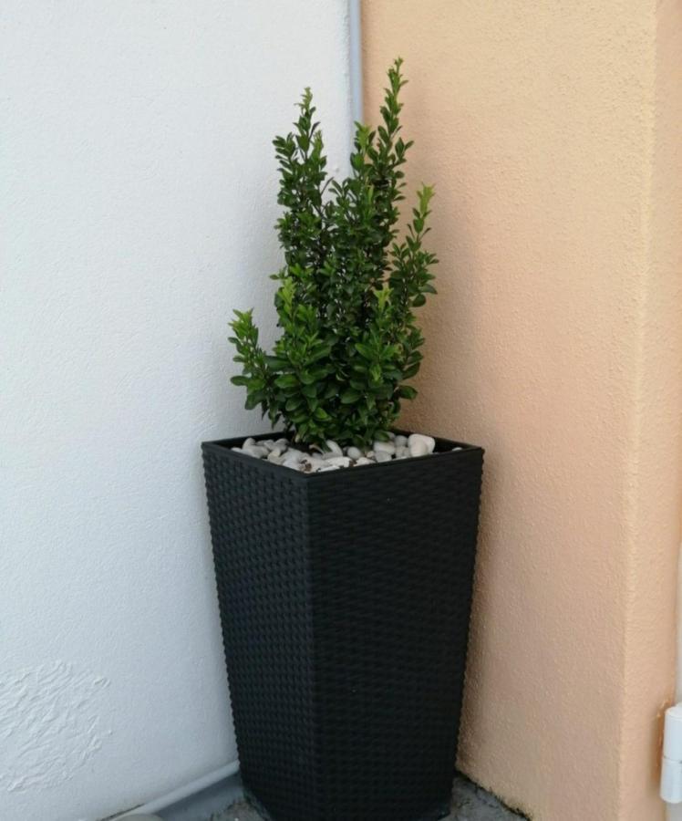 Zrnovo Apartment "Manna מראה חיצוני תמונה